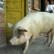 Illustration for article titled China Creates Infinite Hero Bacon by Cloning Invincible Earthquake Pig